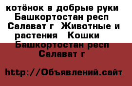 котёнок в добрые руки - Башкортостан респ., Салават г. Животные и растения » Кошки   . Башкортостан респ.,Салават г.